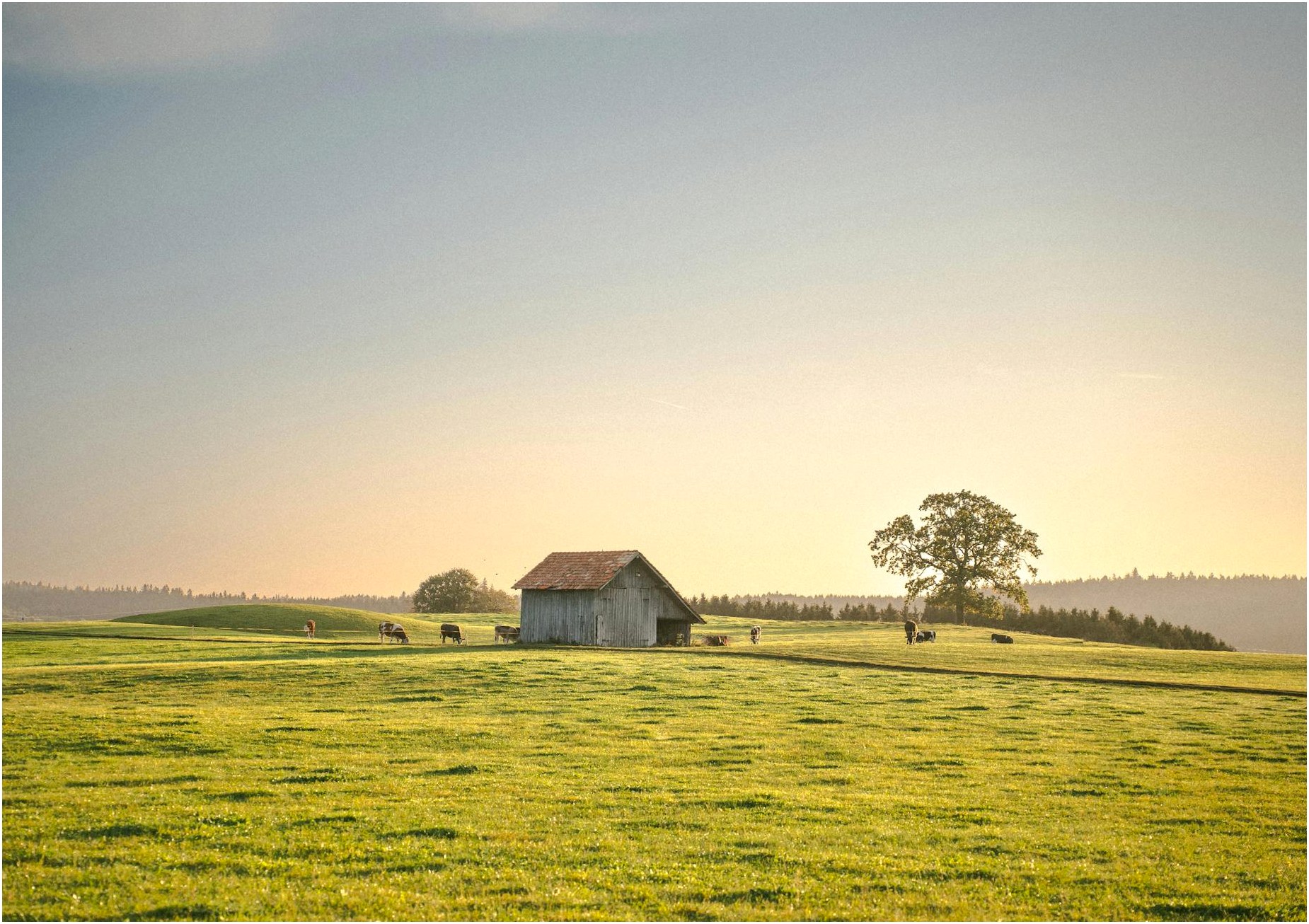 Peaceful rural landscape featuring cattle grazing near a solitary wooden shed at sunset.