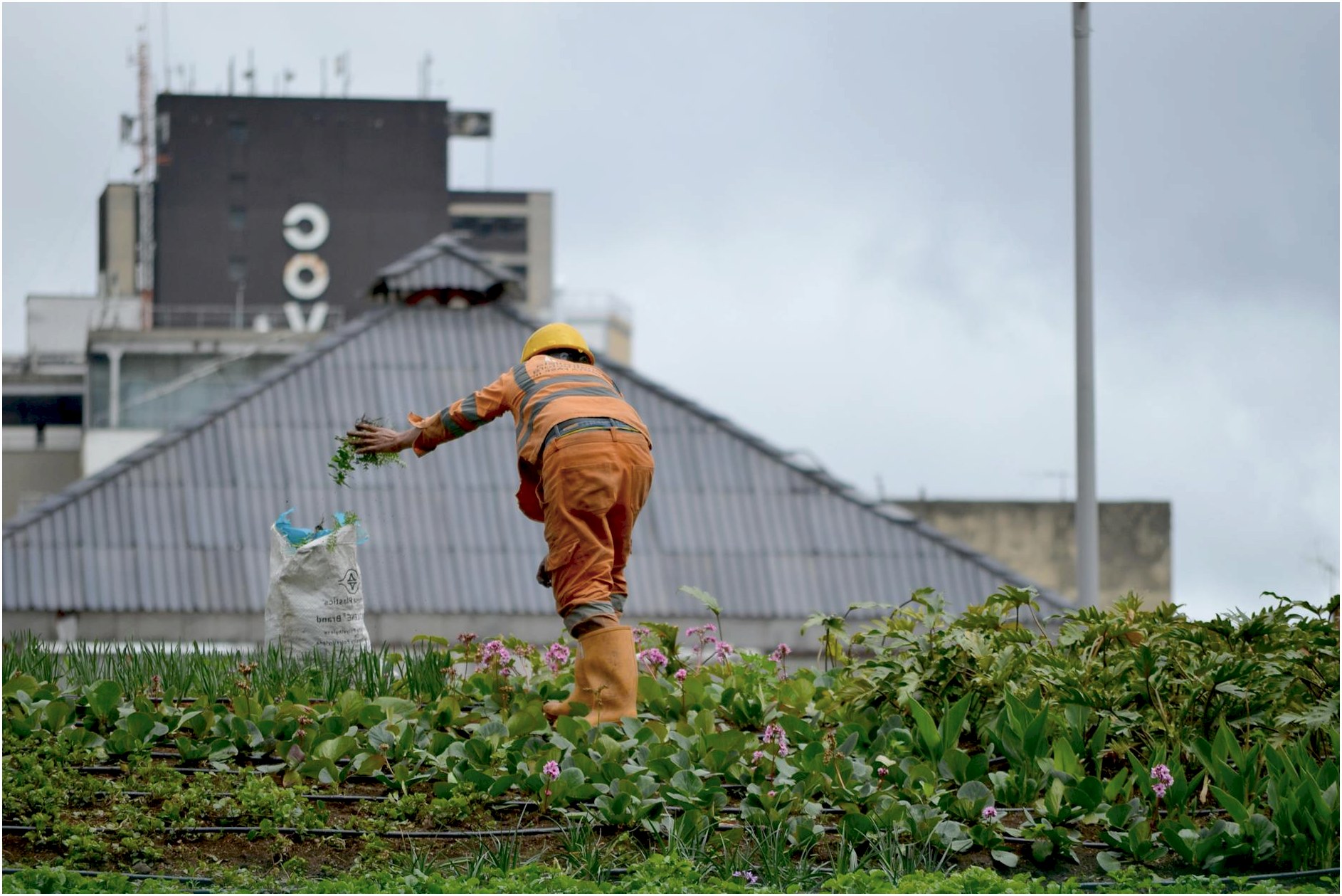 Gardener maintaining a rooftop garden in urban environment, capturing the essence of city agriculture.