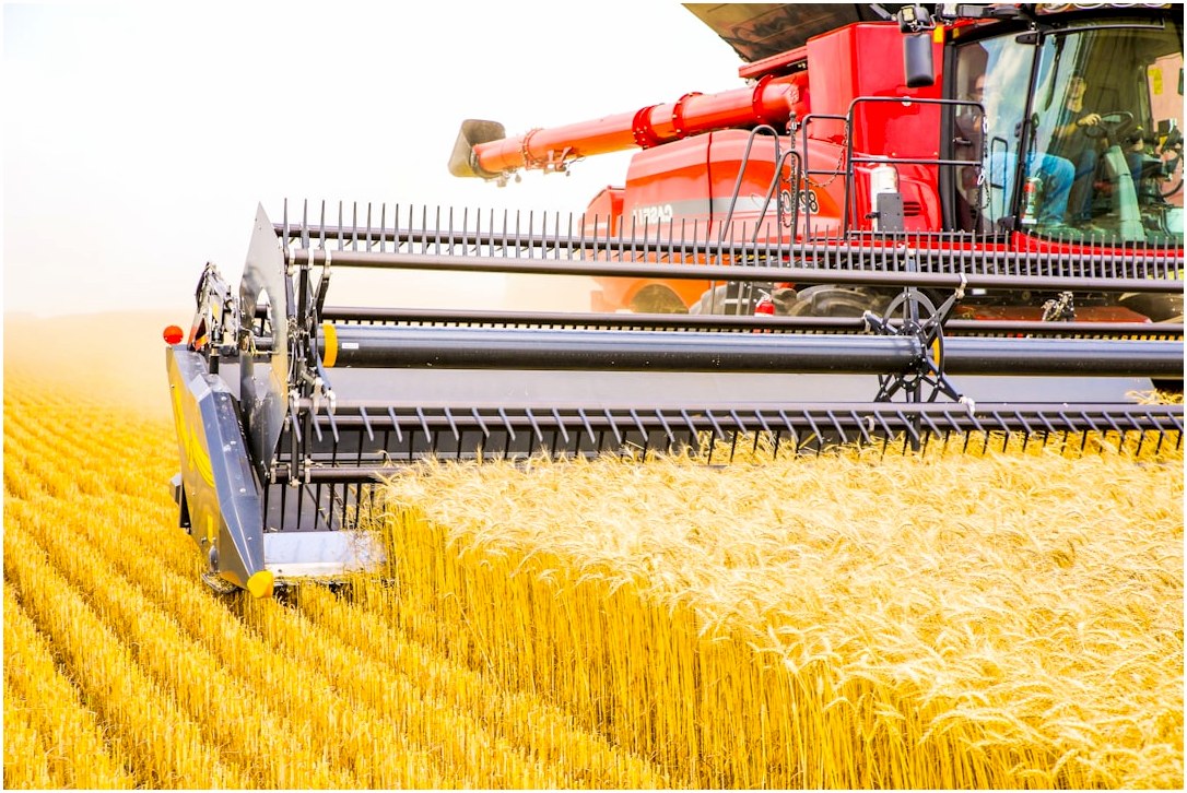 a combine of grain being harvested in a field