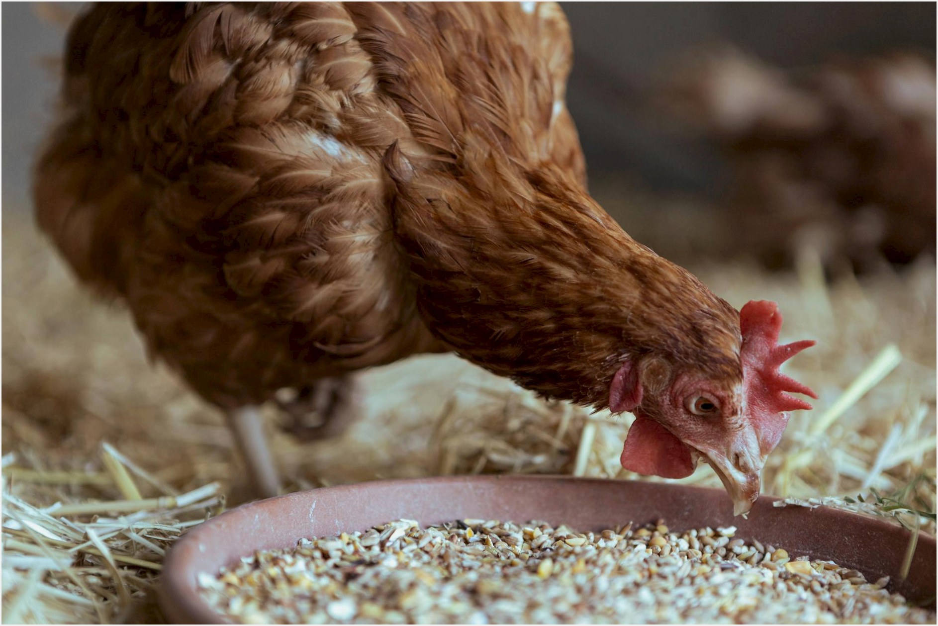 Brown hen pecking at feed in a rural chicken coop environment.