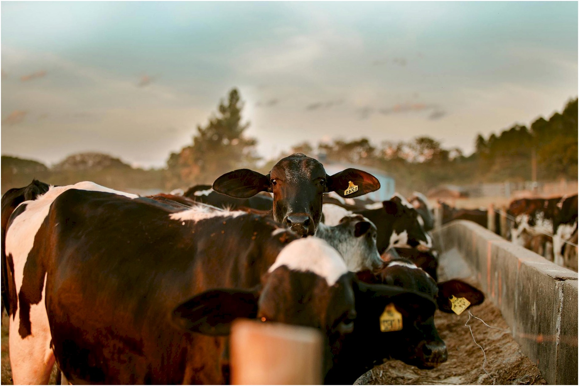Head of domestic cow with tag on ear looking out from herd of eating cows in paddock and looking at camera