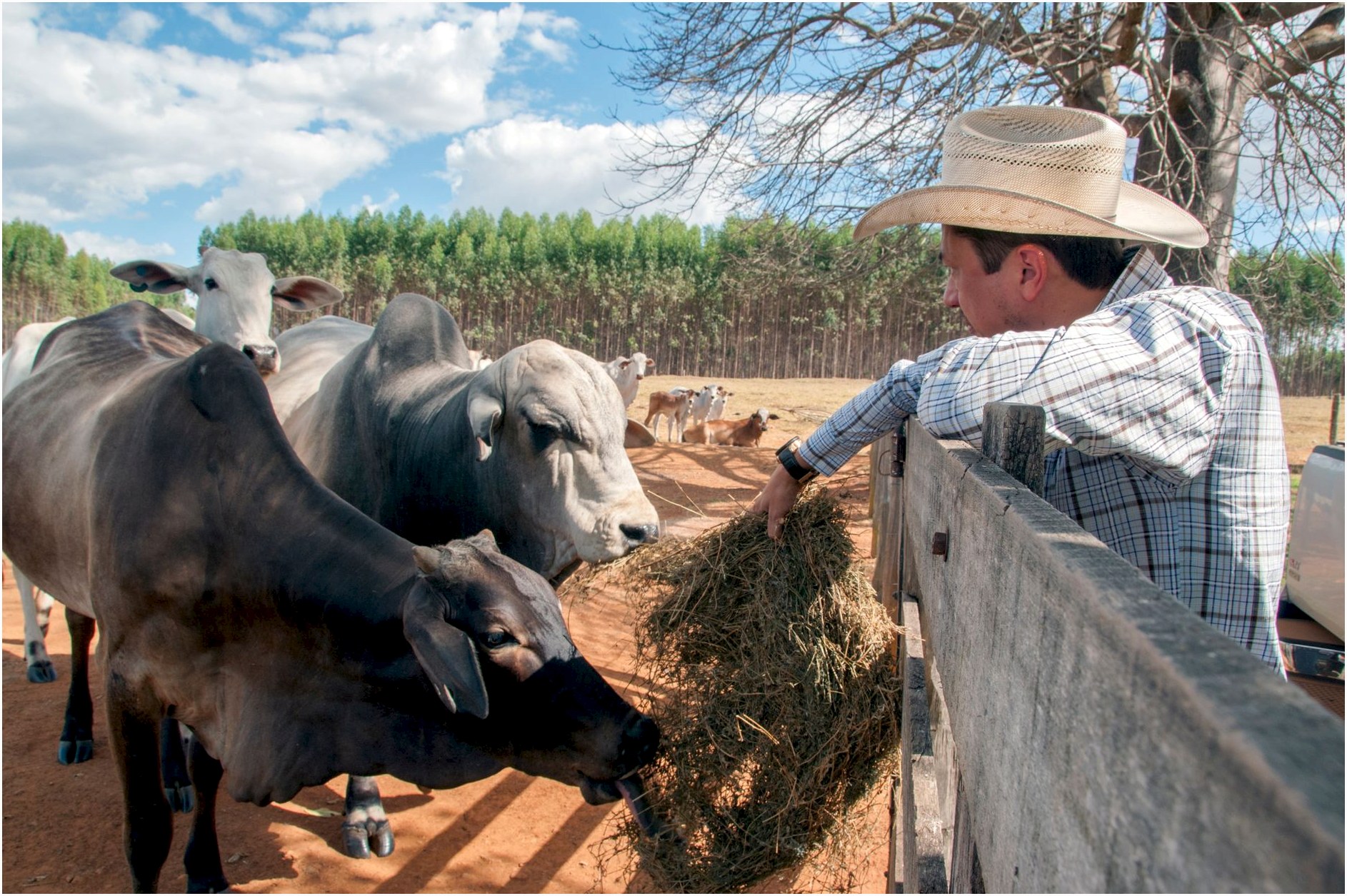 A farmer with a cowboy hat feeds cattle in a sunny pasture in Goiás, Brazil.