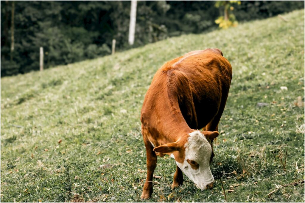 Melhor ração para engorda de gado a pasto: custo e ganho de peso real sem ilusão