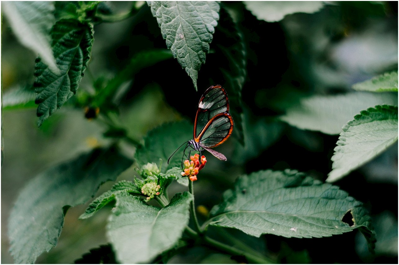 butterfly, nature, insect, animal, wings, bloom, colorful, spring, garden, edelfalter, blossom, fauna, drip, spring, spring, spring, spring, spring