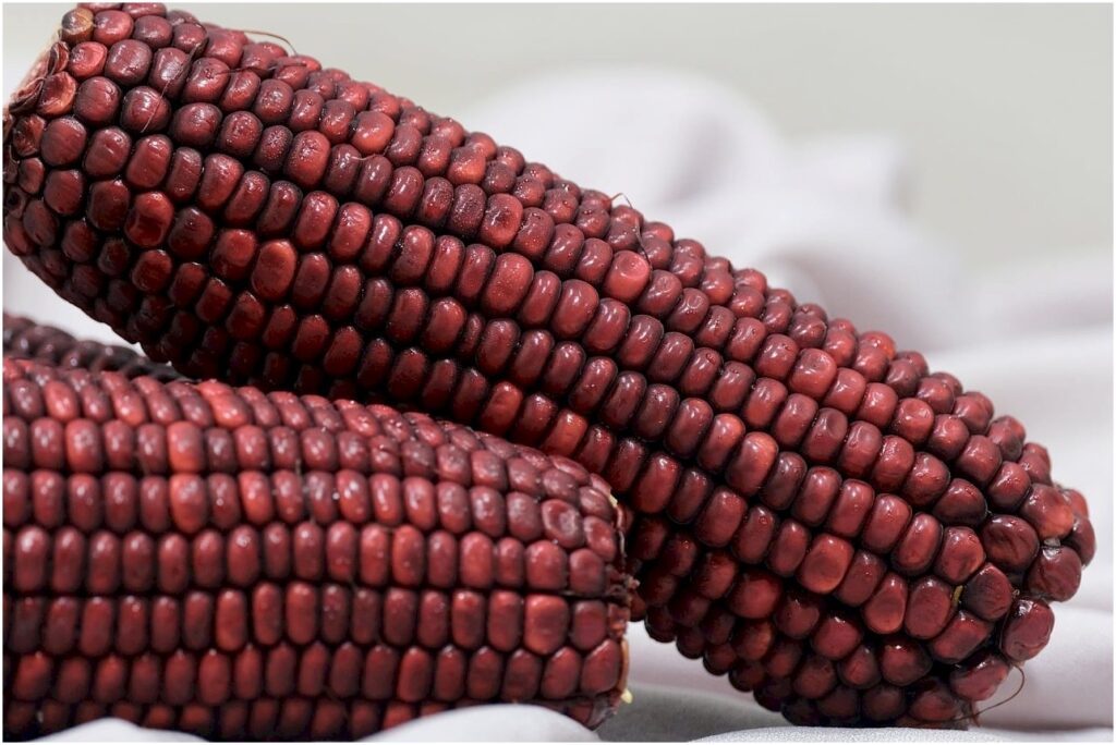 Melhor milho para silagem: como escolher variedades produtivas e resistentes sem cair em cilada