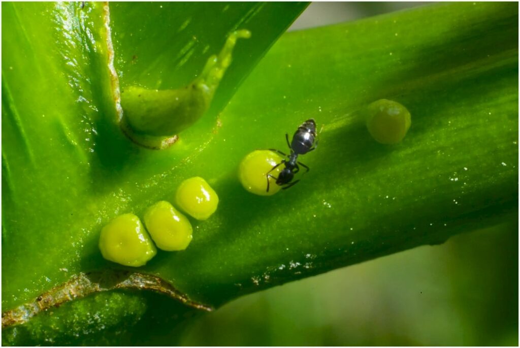 Herbicidas e manejo: como controlar ervas daninhas sem ferrar a lavoura