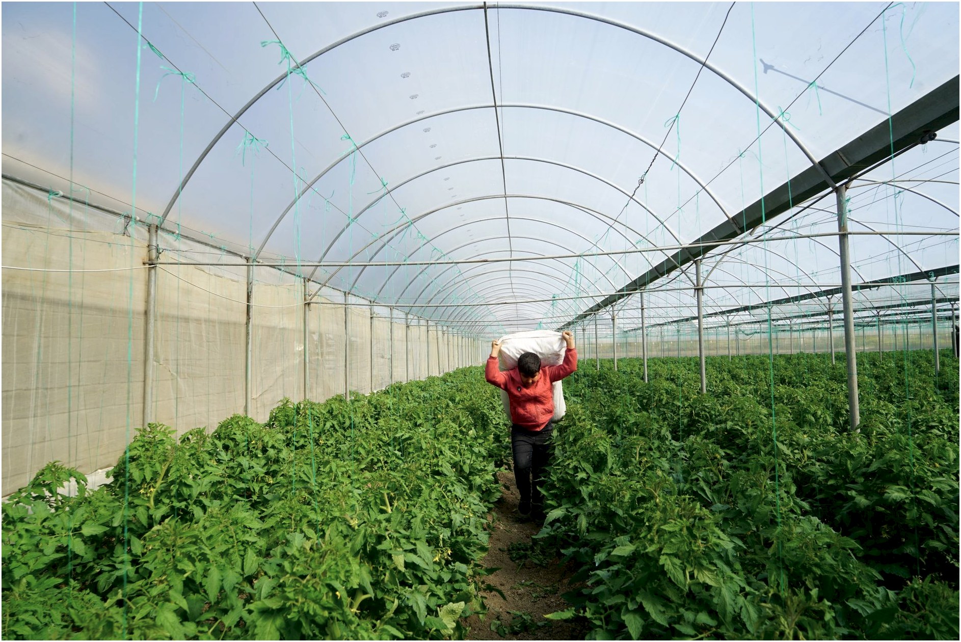 A person carrying a sack in a greenhouse filled with lush plants.