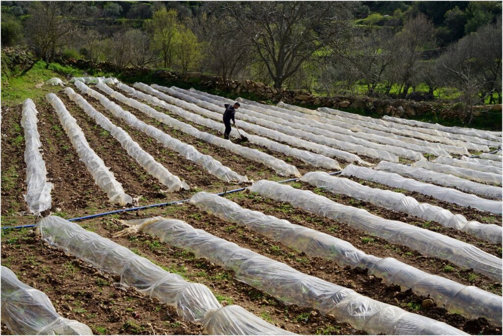 Estufa agrícola pequena vale a pena? Custo real, o que resolve e como escolher sem cair em pegadinha
