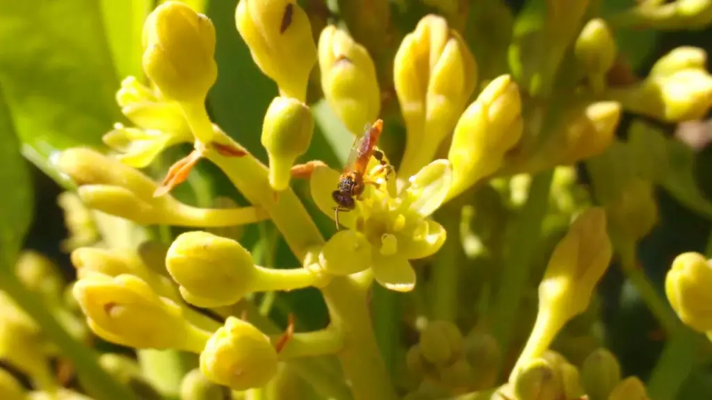Abelha-jataí visitando flor de abacate