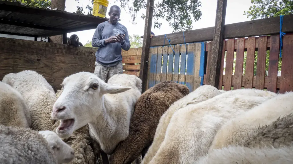 Produtor consulta o celular ao lado de ovelhas em instalação rural; imagem contextual sobre tecnologia no campo