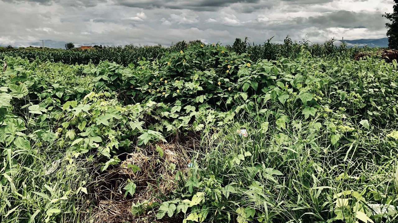 Cultivo em área do Semiárido com cobertura vegetal e milho ao fundo