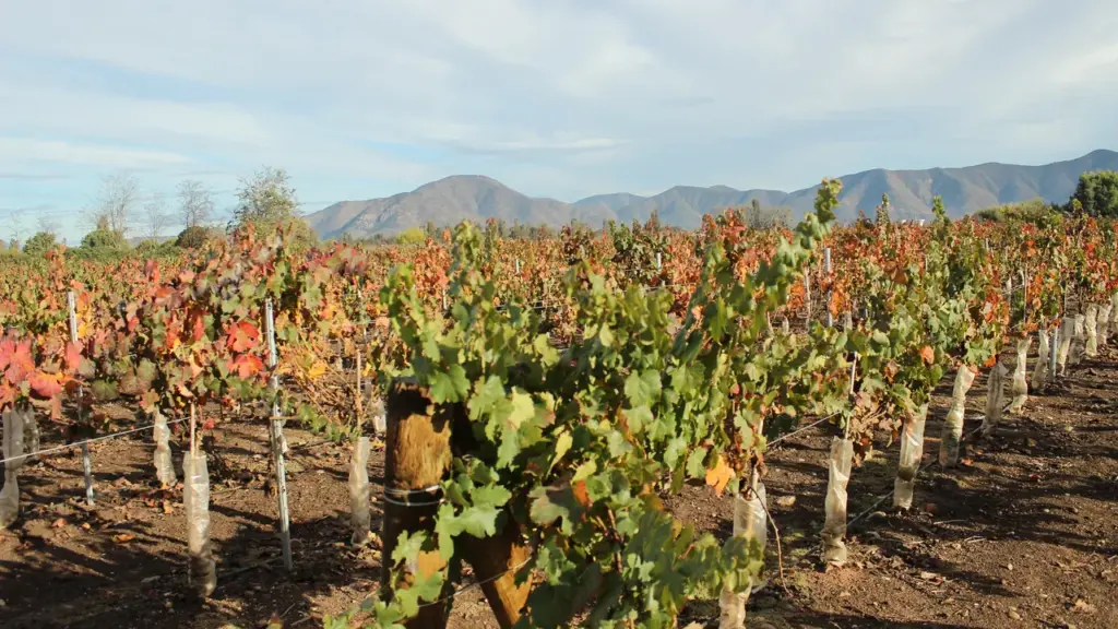 Vinhedo no Chile diante de montanhas, imagem contextual sobre agricultura e risco climático