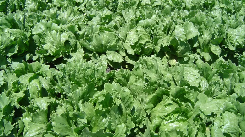 Plantação de alface em fileiras, imagem contextual para venda de hortaliças