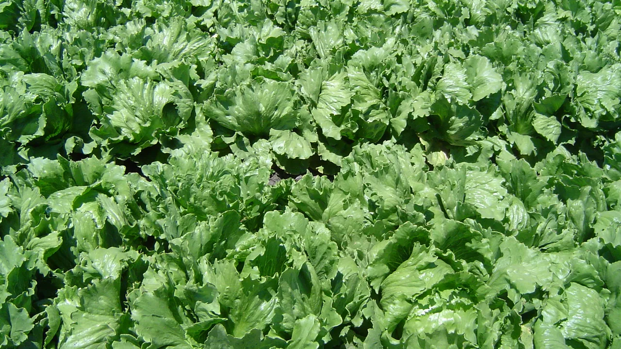 Plantação de alface em fileiras, imagem contextual para venda de hortaliças