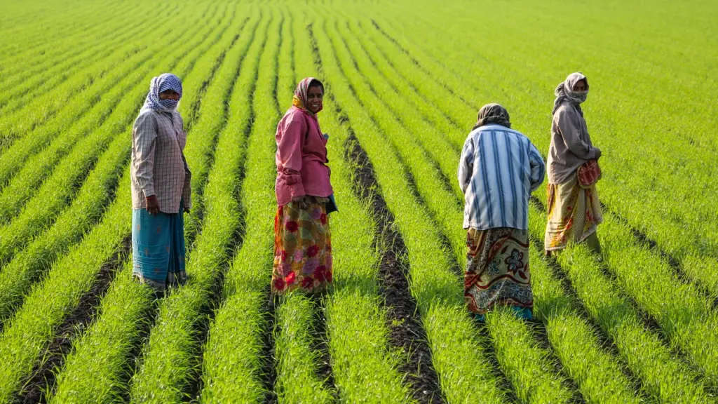 Quatro mulheres trabalham em linhas de cultivo, imagem contextual sobre autonomia produtiva rural
