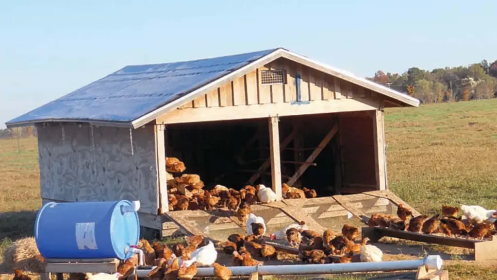 Galinhas em área externa junto a abrigo móvel, imagem contextual sobre piquetes de criação orgânica