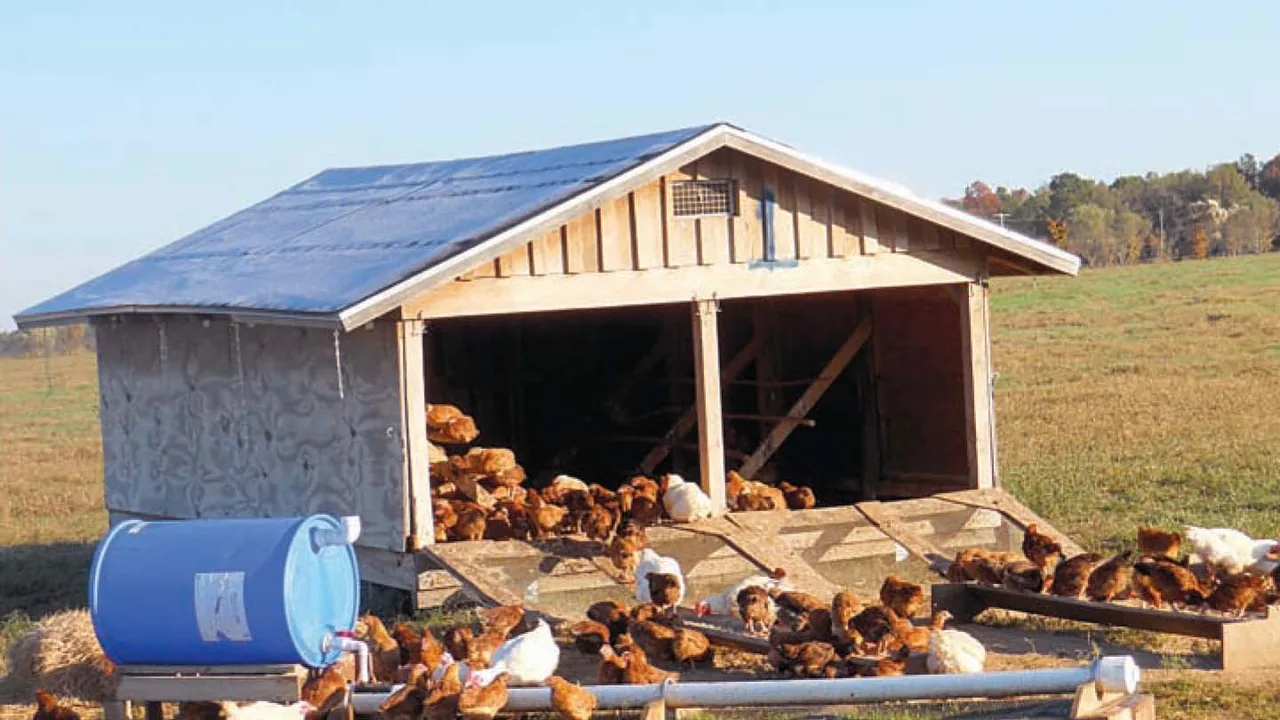 Galinhas em área externa junto a abrigo móvel, imagem contextual sobre piquetes de criação orgânica