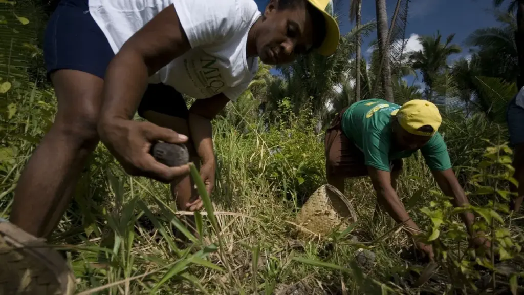 Quebradeira de coco babaçu recolhe fruto em área de palmeiras no Maranhão
