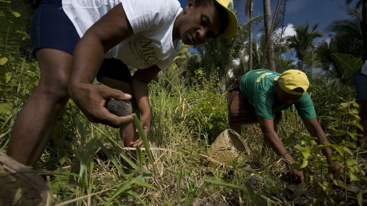 Quebradeira de coco babaçu recolhe fruto em área de palmeiras no Maranhão