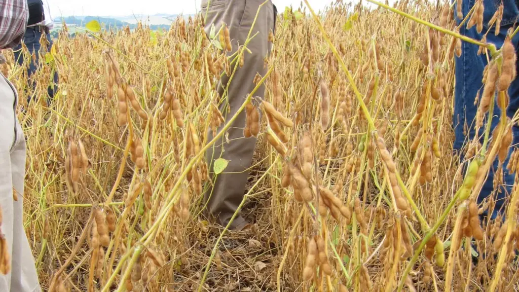 Lavoura de soja em ponto de colheita com pessoas fazendo inspeção entre as plantas