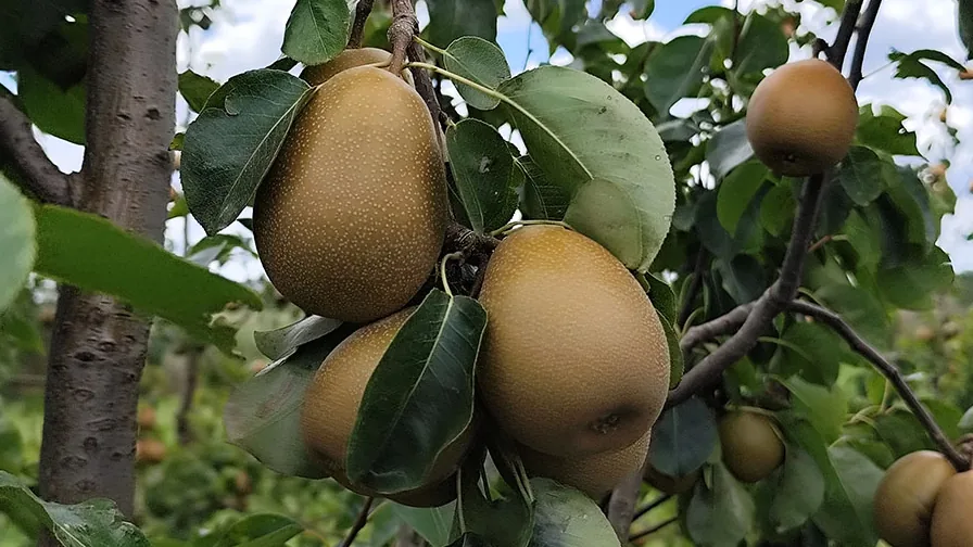 Frutos da pera BRS Áurea em árvore no pomar