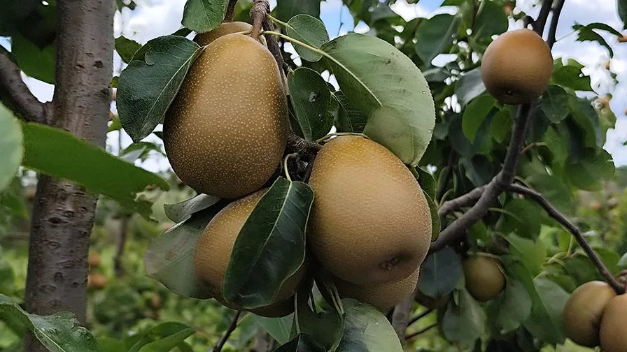 Peras BRS Áurea douradas penduradas em uma pereira