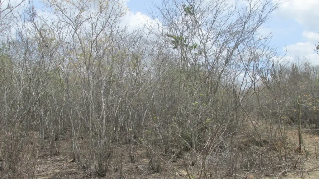 Vegetação da Caatinga em área semiárida brasileira