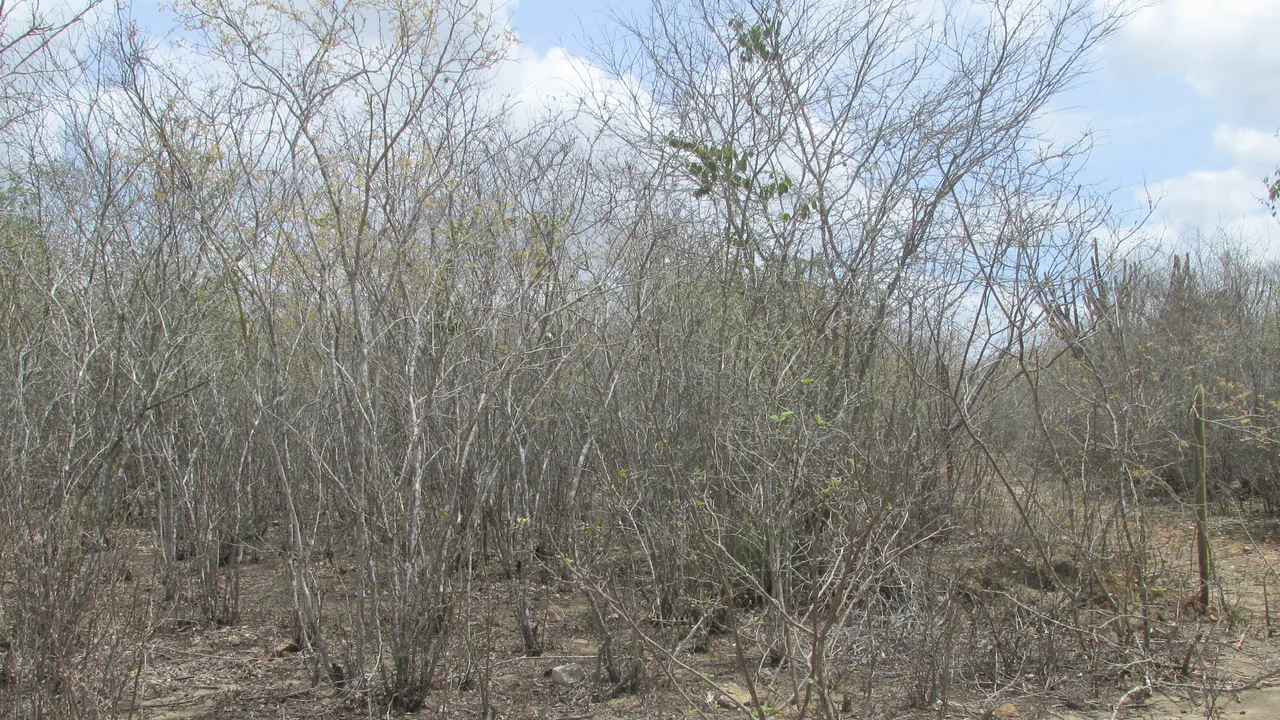Vegetação da Caatinga em área semiárida brasileira