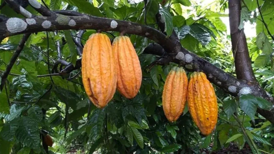 Frutos de cacau maduros em árvore cultivada na Amazônia