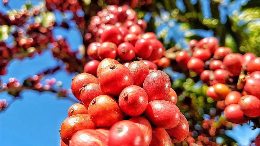 Cachos de frutos maduros de café em uma planta