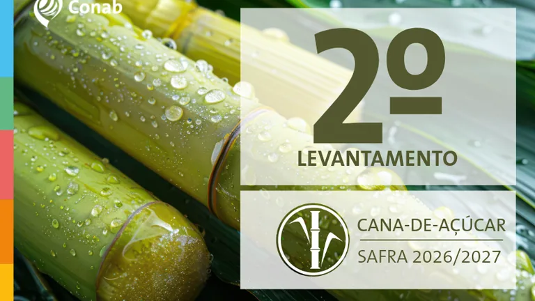 Cana-de-açúcar com gotas de água no 2º levantamento da safra 2026/2027 da Conab