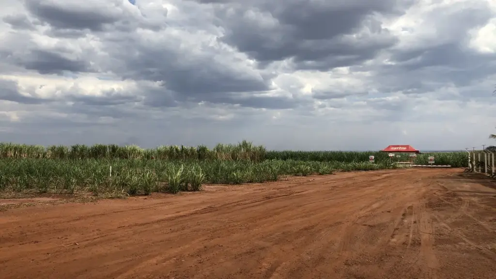 Lavoura de cana-de-açúcar em Campo Florido (MG), imagem contextual para o setor sucroenergético