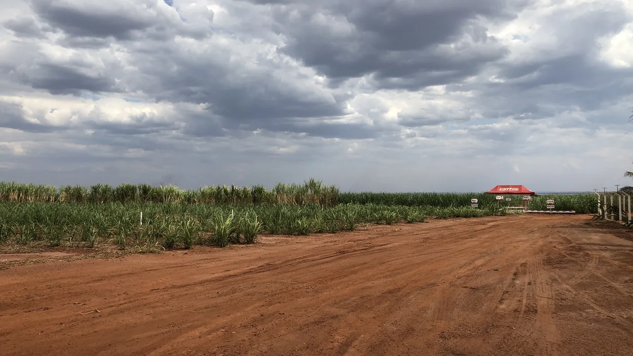 Lavoura de cana-de-açúcar em Campo Florido (MG), imagem contextual para o setor sucroenergético