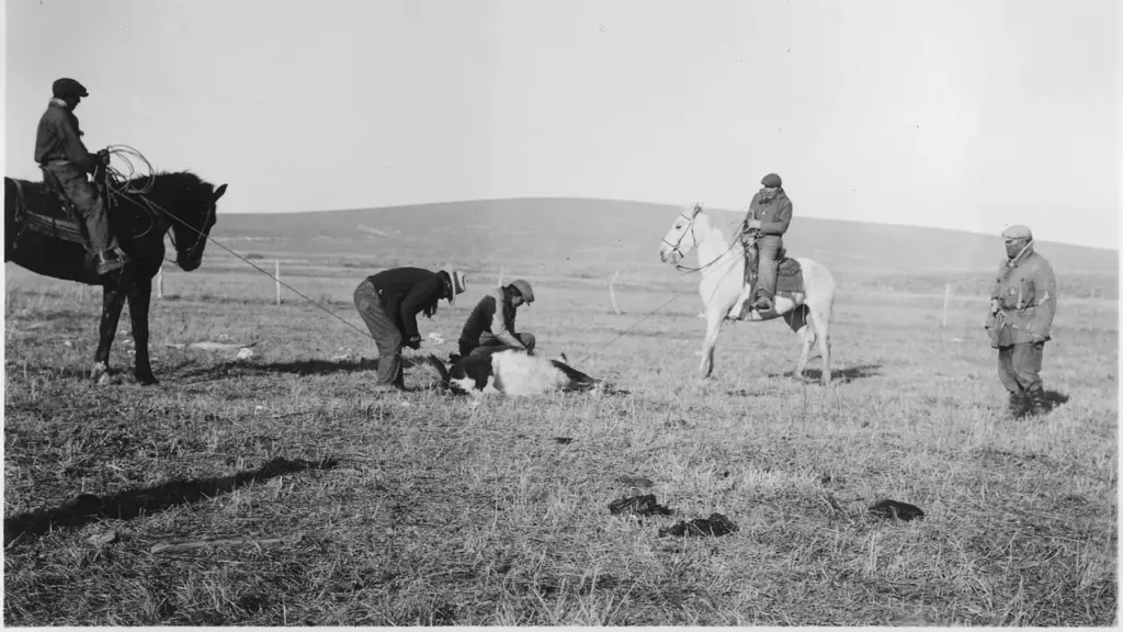 Manejo de vacinação de bovinos em campo, em imagem histórica contextual