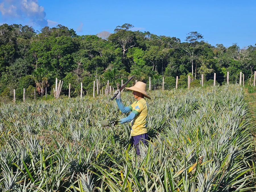 Colheita de abacaxi em área de cultivo no Amazonas