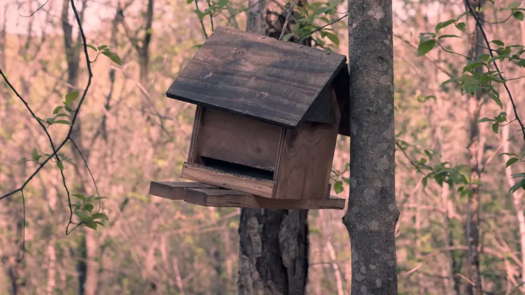 Comedouro de madeira para aves em área externa; imagem contextual sobre segurança da alimentação