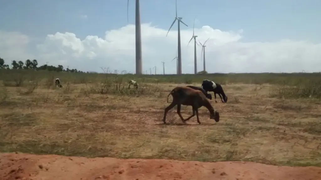 Cabras pastando em área rural próxima a Mossoró, no Rio Grande do Norte