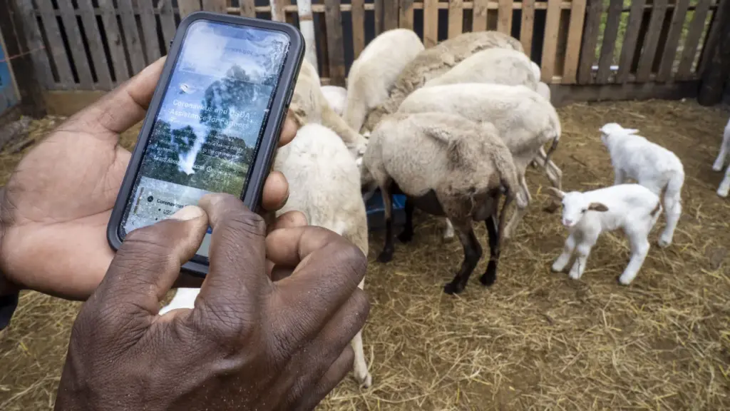 Produtor rural consulta informações no celular dentro de instalação com criação de ovinos