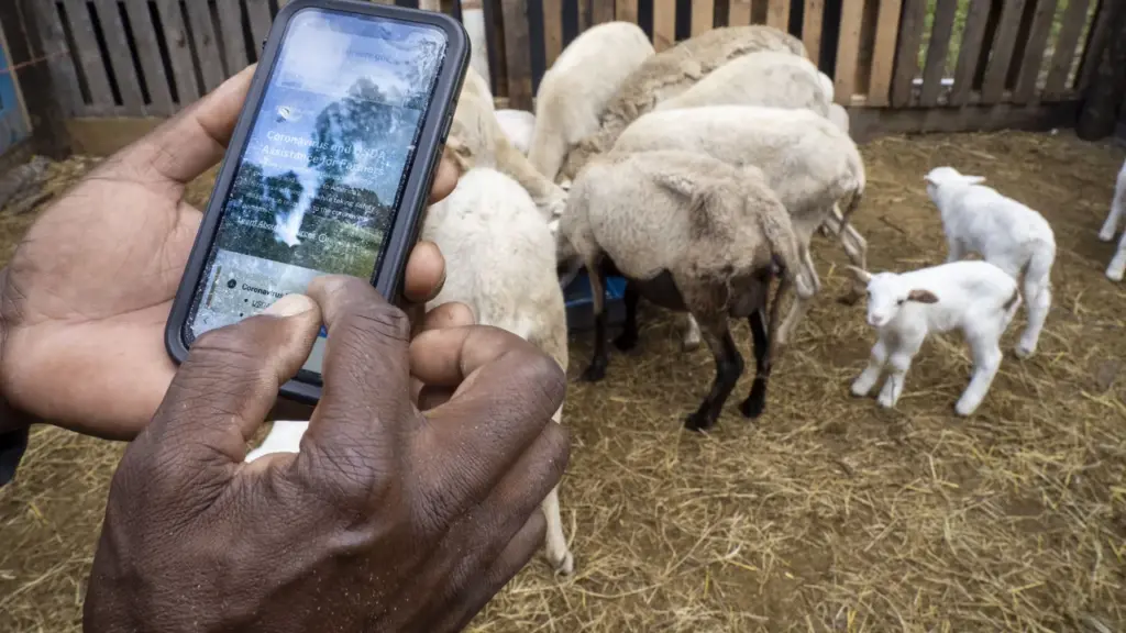 Produtor rural consulta informações em celular dentro de instalação com criação de ovinos