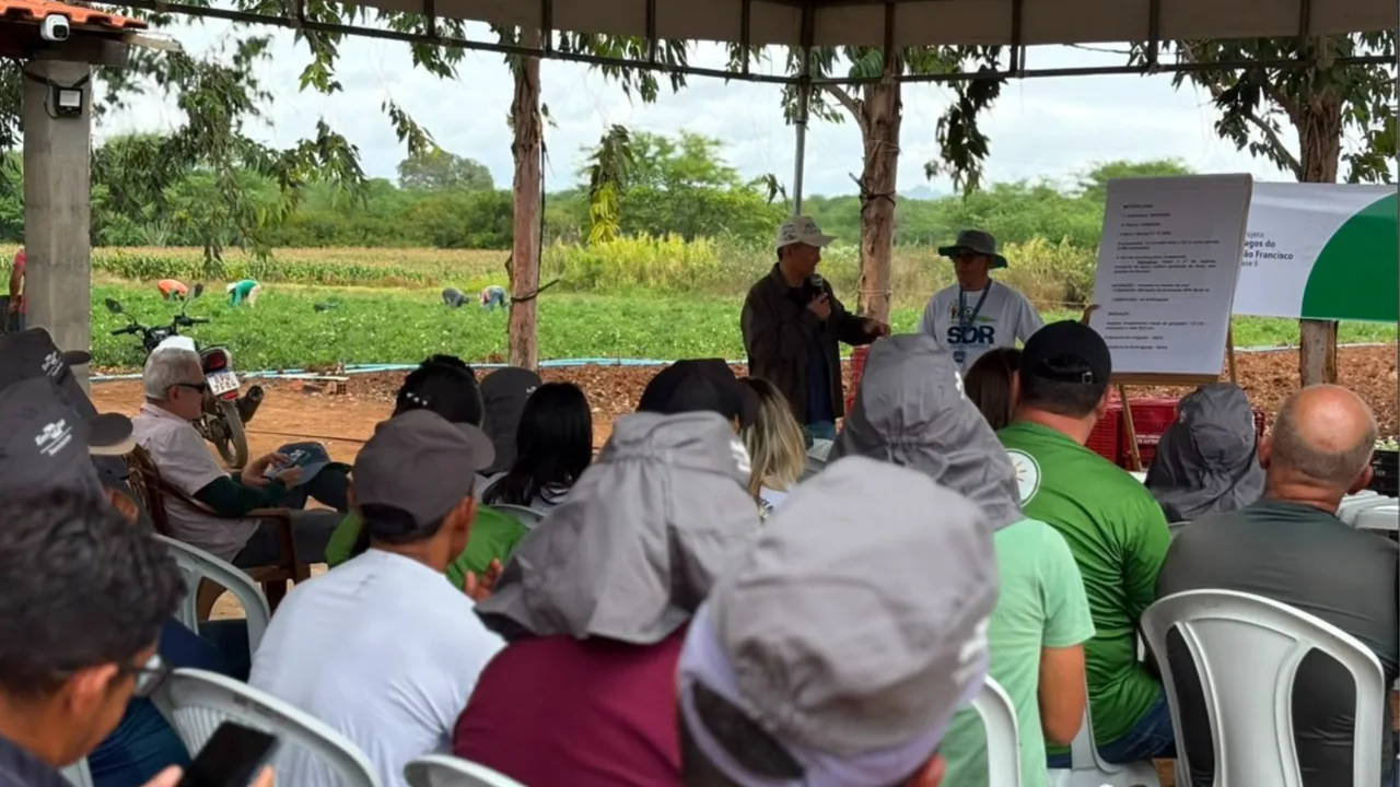 Agricultores acompanham orientação técnica em área demonstrativa de tomate no Semiárido