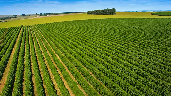Lavoura em fileiras vista de cima, imagem contextual para a DITR 2026