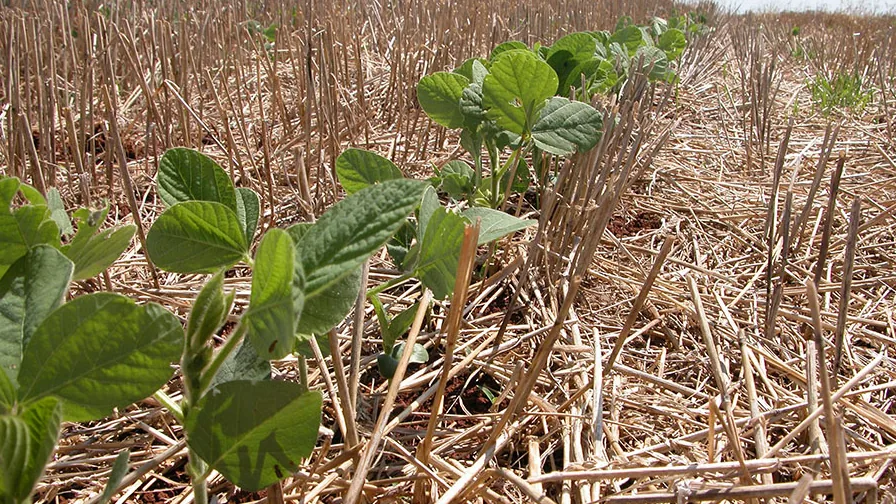 Plantas jovens de soja emergindo em área coberta por palhada