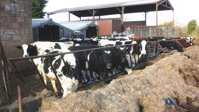 Bovinos consumindo silagem em cocho de propriedade rural