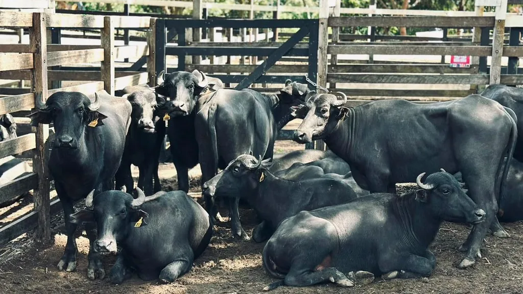 Búfalos reunidos em curral durante comercialização rural