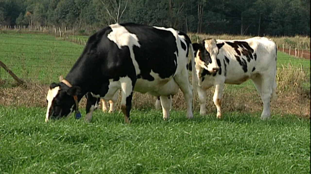 Bovinos leiteiros pastam em área verde cercada, imagem contextual para manejo de pastagens
