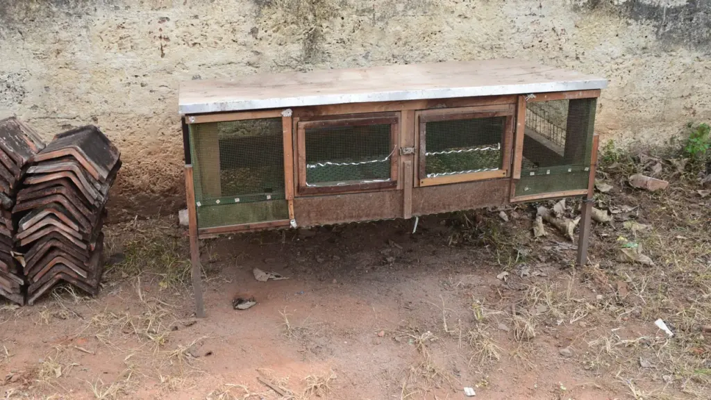 Galinheiro elevado com cobertura e tela de proteção para criação de aves