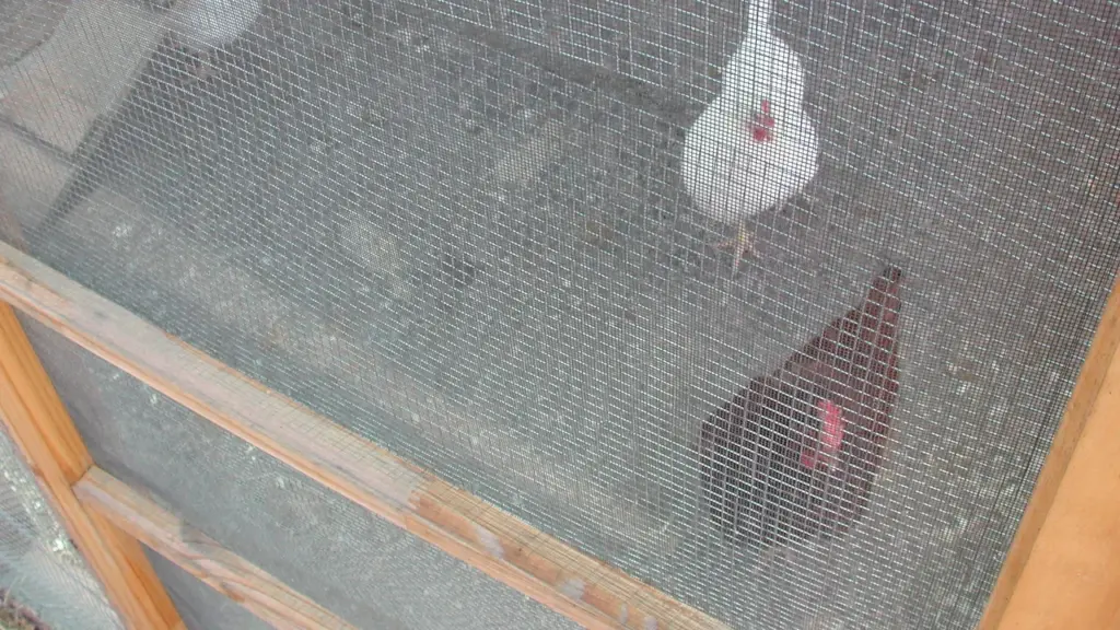 Galinheiro telado com aves em uma pequena criação rural