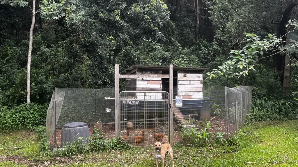 Galinheiro cercado com tela e abrigo de madeira em área verde