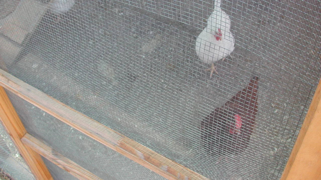 Galinheiro telado com aves em uma pequena criação rural