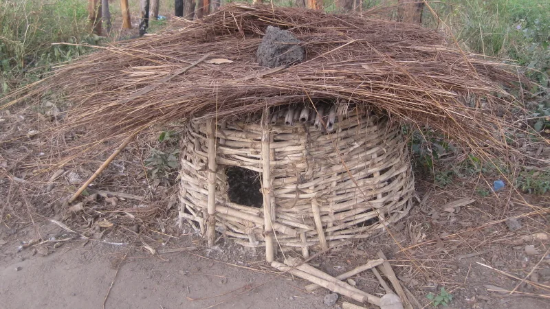 Galinheiro simples de bambu com cobertura vegetal em área rural